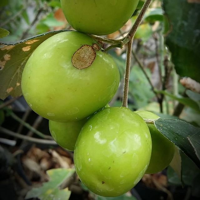 Indianjujube Hashtag On Twitter