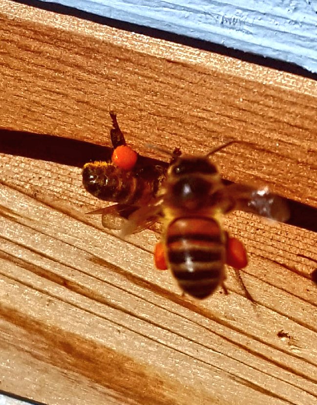 SDshepherd's tweet photo. So up with the larks @battlecroftfarm and was buzzing to see what the new swarm of bees have been up to . Fair to say they are working hard &amp; have nearly doubled their colony.  Happy #bees &amp;  happy #smallholders down on the #southdowns 
@SmallholderMag @SmallholdersUK https://t.co/XuVGTl7WZX