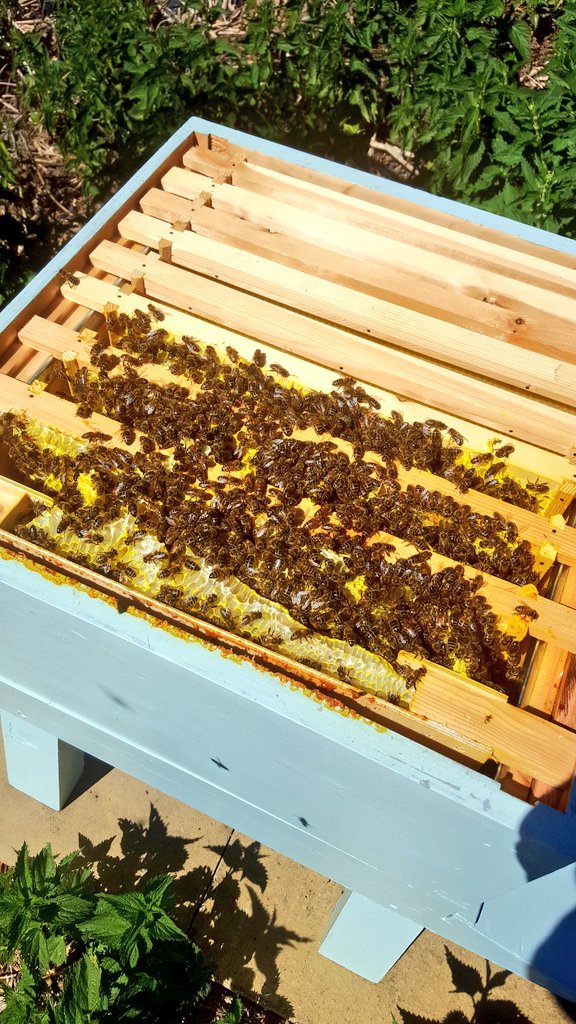 SDshepherd's tweet photo. So up with the larks @battlecroftfarm and was buzzing to see what the new swarm of bees have been up to . Fair to say they are working hard &amp; have nearly doubled their colony.  Happy #bees &amp;  happy #smallholders down on the #southdowns 
@SmallholderMag @SmallholdersUK https://t.co/XuVGTl7WZX