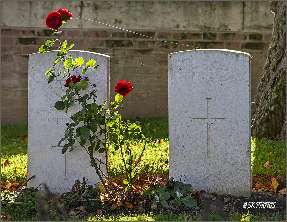 Cobwebs, Roses and Soldiers of The Great War, Ancre British Cemetery, Beaumont-Hamel.
<a href="/CWGC/">Commonwealth War Graves</a>