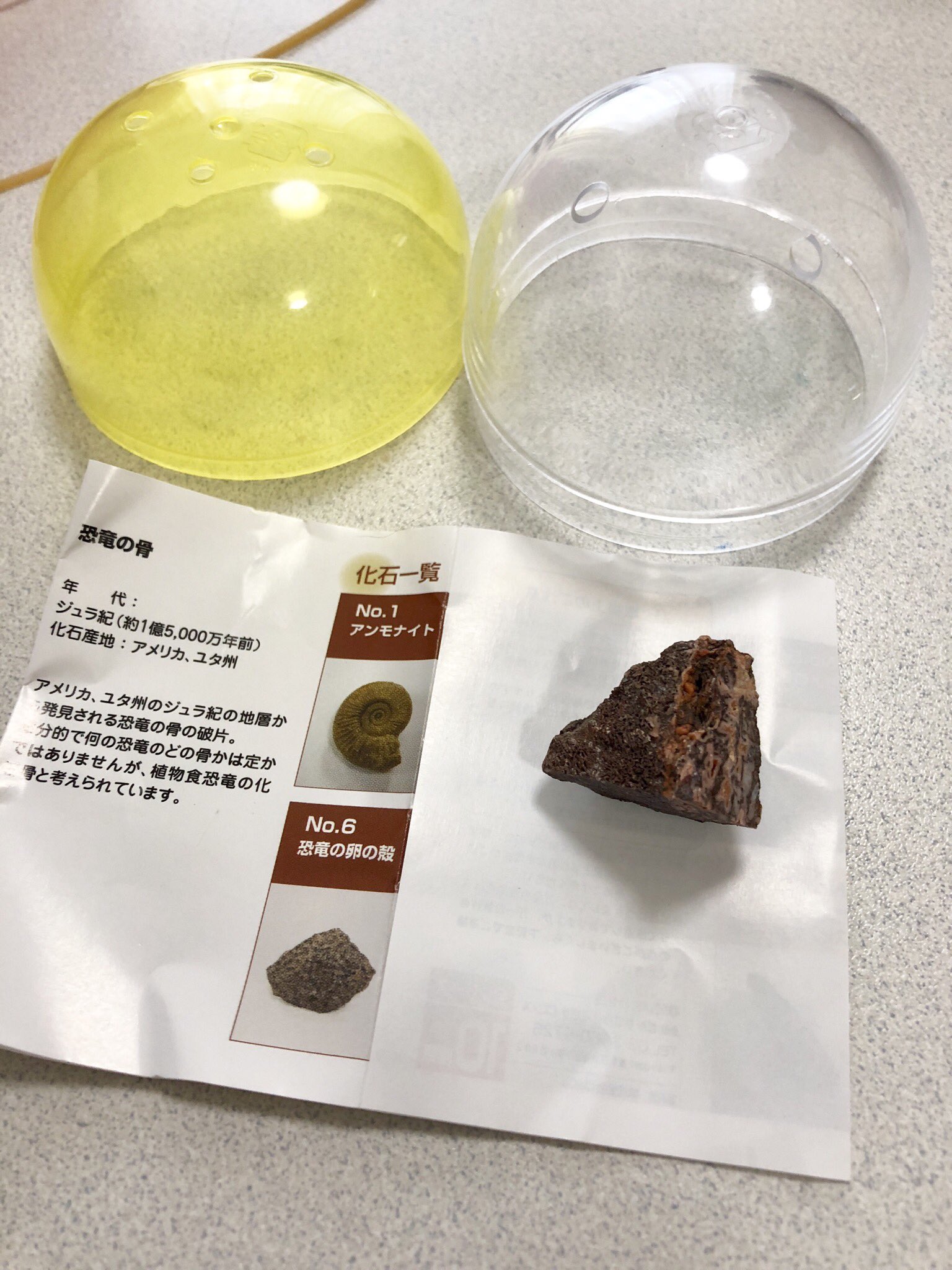 恐竜の卵 1億年前の天然化石 | sklep.cleverboard.pl