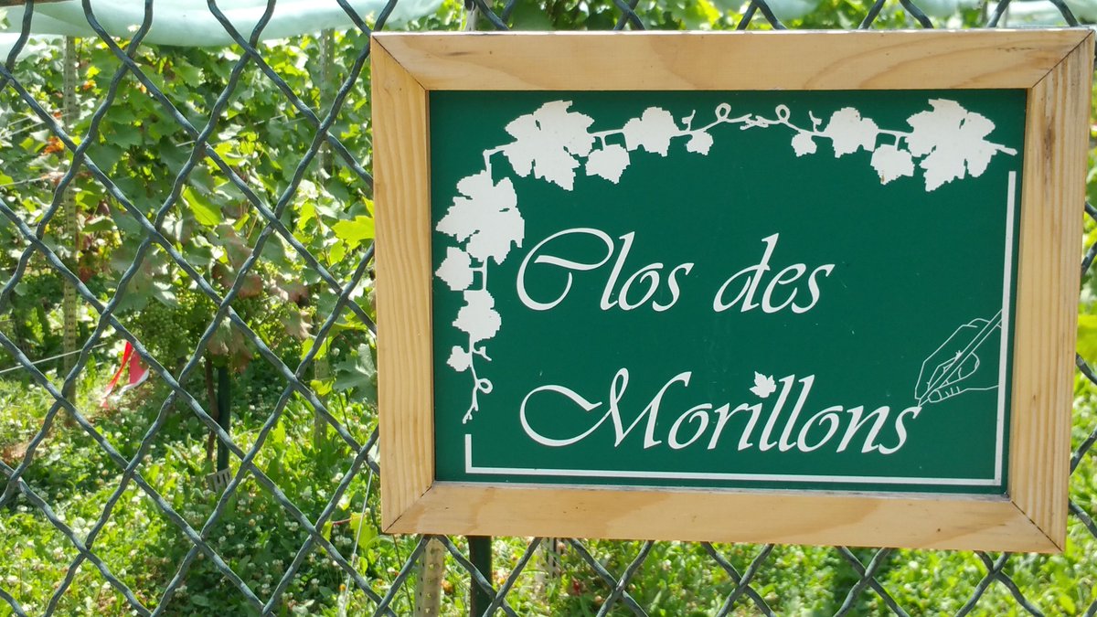 #Vignes du #Parc Georges Brassens : les raisins se préparent à dévoiler leur nectar !
Une vente aux enchères de bouteilles du Clos des Morillons au profit des associations à vocation sociale du 15e se tiendra le samedi 29 septembre. #Paris15