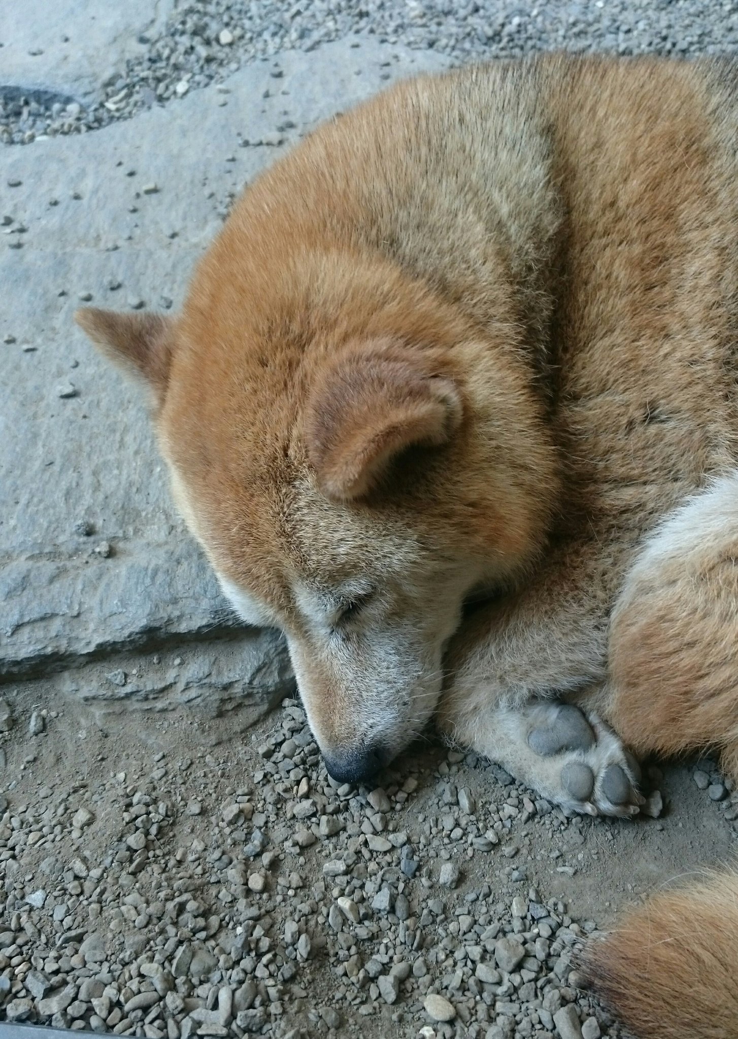 柴犬ベル 捜索中 群馬県高崎市剣崎町で行方不明 ベルについての情報はこちらまで 電話 027 343 3026 メール Searchi Bell Shibainu Gmail Com 8月4日早朝 高崎市剣崎町にて行方不明 黒がかった茶色の柴犬 老犬 お腹 が皮膚炎で黒い 赤い