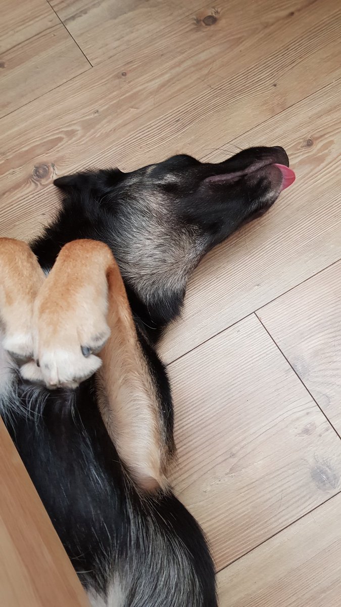 the duality of...dogs?