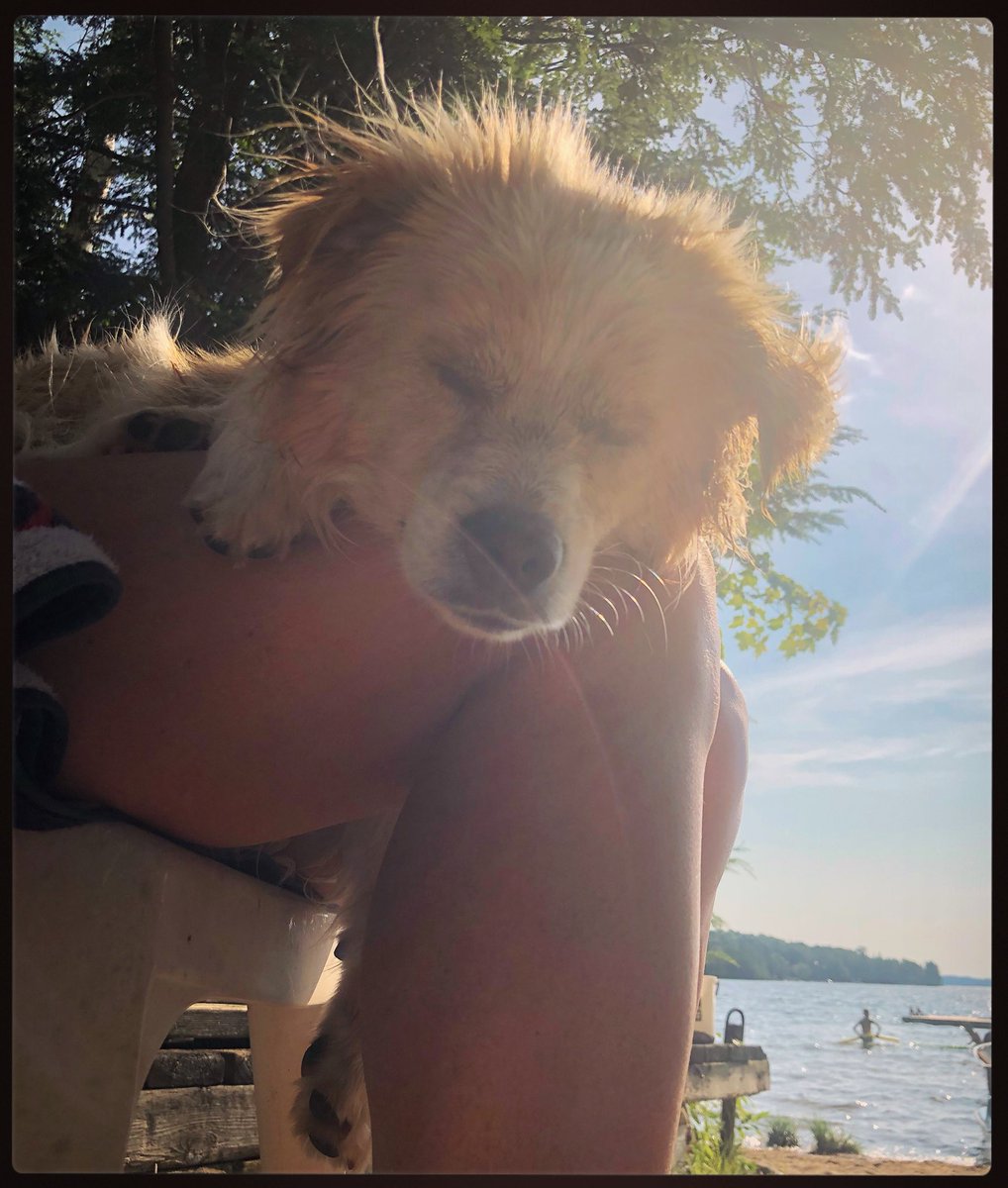 Mysmileydog's tweet photo. All they want at the end of the day is to be at your feet, or on your lap.  Doesn’t every doggo deserve that? #shopandadopt https://t.co/cHIU01TFyu