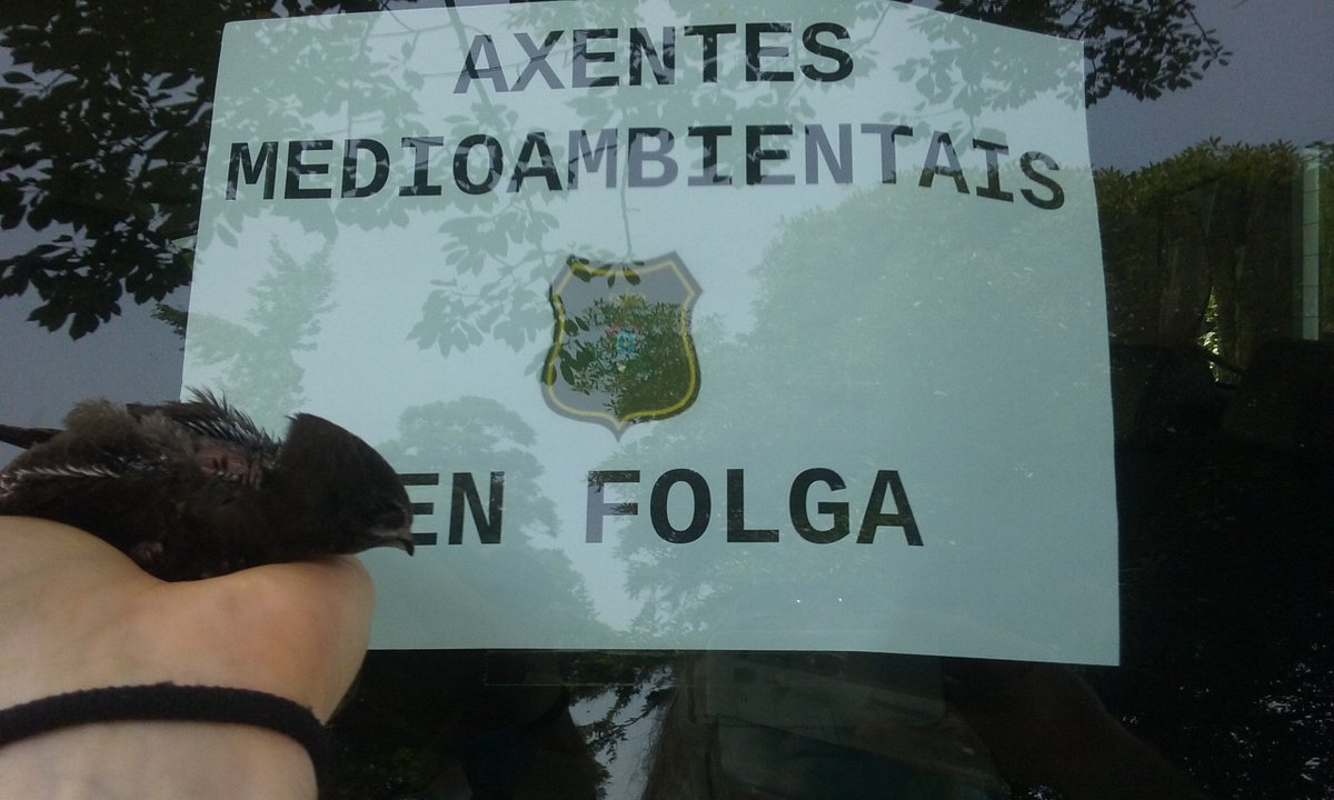 Domingo de verán. A fauna rescatada polos #AxentesAmbientais apoia a #FolgaConSentidiño.Polo seu propio ben. 
#igualacionCEcostas