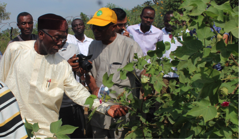 BIOTECH_SI's tweet photo. Nigeria revitaliza su industria textil con algodón transgénico resistente a plagas https://t.co/dwbFkFA1vH https://t.co/5jm76JlwpK
