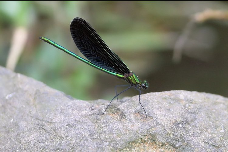 ハグロトンボ 絶滅危惧 Twitter Search Twitter ハグロトンボ 絶滅危惧 Twitter Search Twitter