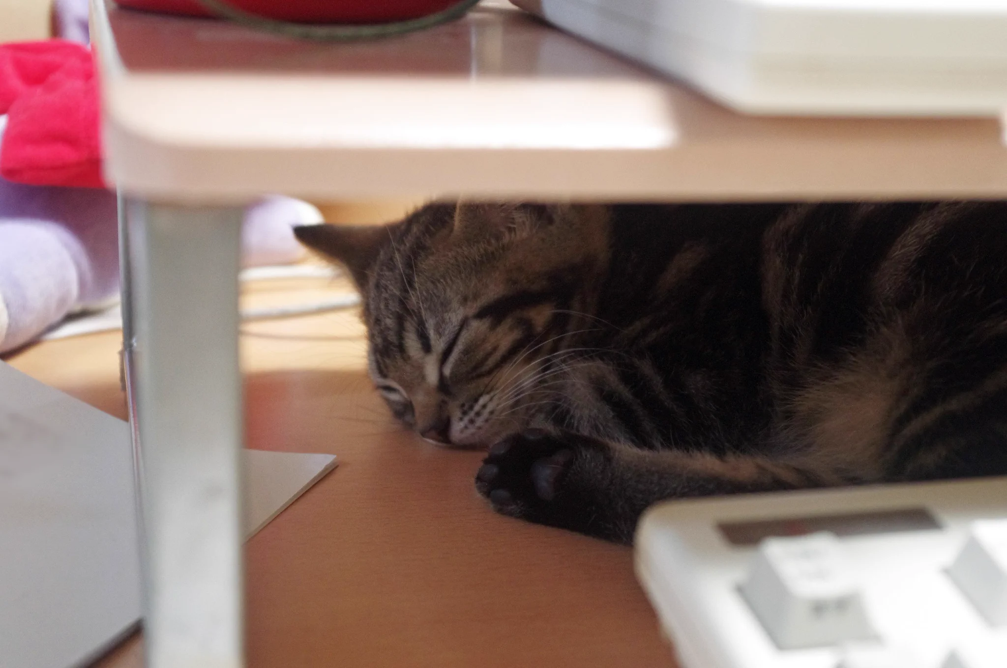 かわいすぎる迷惑wやりたい放題邪魔したあとは、コテっと眠りにwww