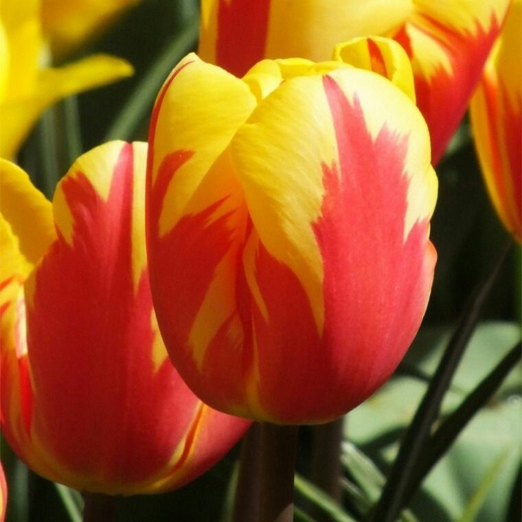 1MillionTulips's tweet photo. One Million Tulips. The Colour of Sunday - Yellow #Tulips #OneMillionTulips #Sunday Morning #TulipBulbs #TulipEconomy #PEACE #WorldOfFlowers #WorldOfFriendship #WorldOfTulips Have a Great Day. https://t.co/PeXcQZOSgj