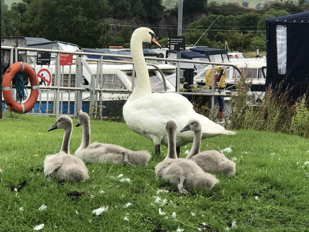 MAVscotland's tweet photo. #Recycle3 the swan on the nest at Auchenstarry during #Recycle2 now has all these wee cygnets @scottishcanals #canalmagic https://t.co/X5ihugMJH9