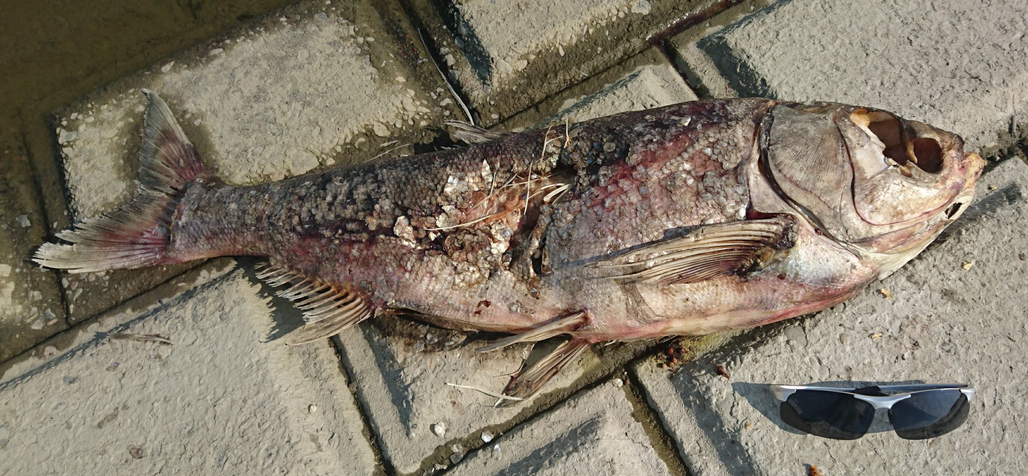 夕ﾗ 魚の 死体画像なので一応ご注意なのかな ってか死んだ魚は皆食ってるからいいか 谷中湖でこいつがやたら死んでたんだけど 何の魚だろう 猛暑のせいなのかね T Co Pfqevfgucw Twitter