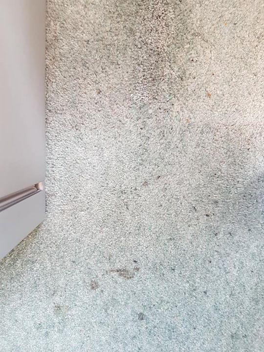 carter_ltd's tweet photo. Need your carpets cleaned we can do the whole property or areas that are heavily stained    IE Hall,Stairs,Landing and Lounge at a great price. First time customers get 10% off.
Call today for a free no obligation quote or visit our website https://t.co/foB0FtCvRU https://t.co/GgVzamVIXe