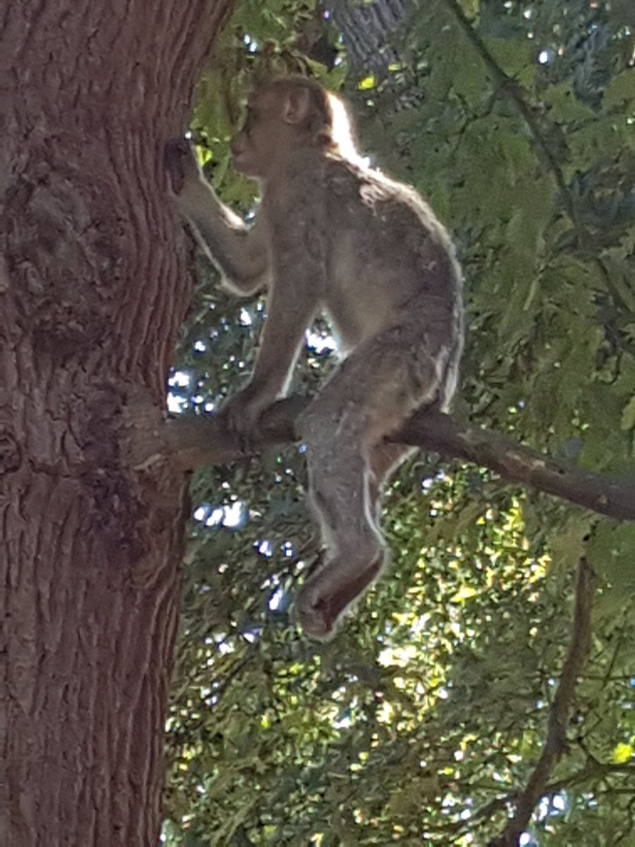 Beetle hunting #BarburyMacaque @Monkey_Forest #MonkeyPics