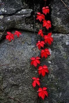 상처가 되는 말은
차라리 하지 않는게 좋습니다

말하는 사람은 가볍게 던져도
듣는 사람은 많은 아픔이 될수있으니까요

나쁜 말은
차라리 삼켜버리는게 났습니다

순간의 감정에 못이겨
내 뱉어 버리면

두고두고
후회하게 될테니까 말입니다

생각은 깊이있게
행동은 진실하게
입은 무겁게 가지세요