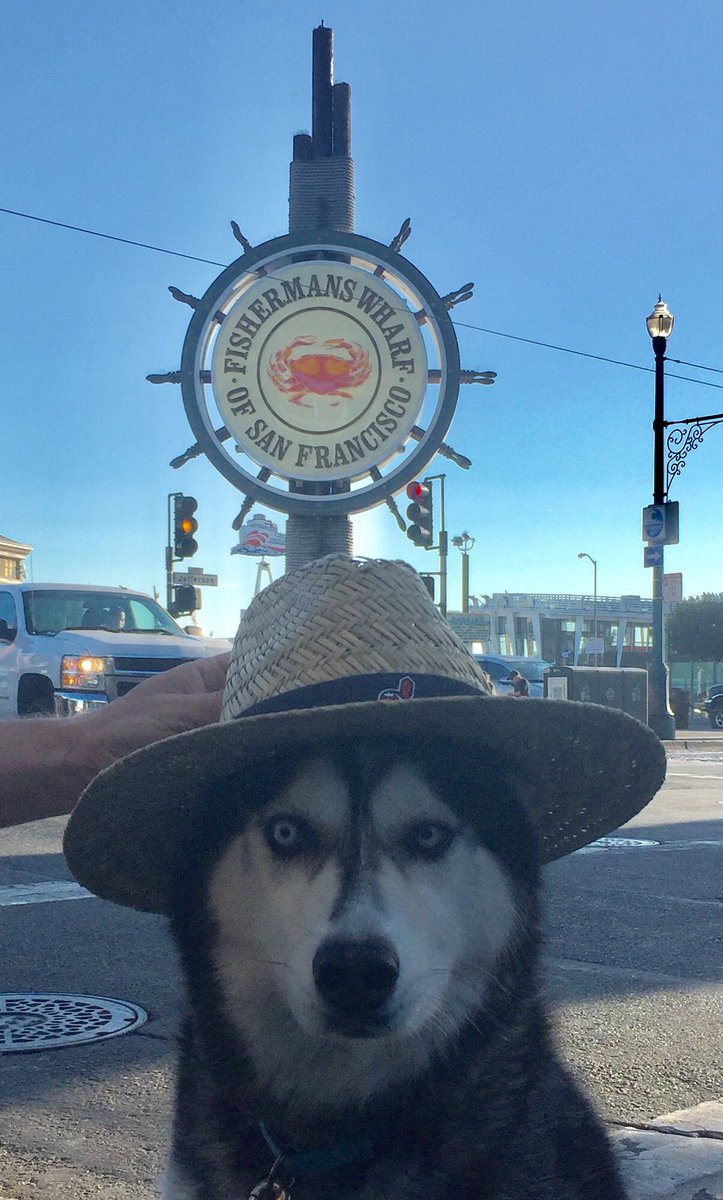 KSU_Wise_Dog's tweet photo. It’s hard and yet I know: you gotta be patient when they unload the salmon boats in the morning. #SanFrancisco #fishing #kentstatealumni #sundaymorning https://t.co/wkxmJjsun3
