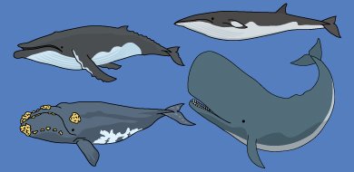 フリーカット Twitterren フリーカット 動物 哺乳類 にイラスト素材を追加しました T Co Qfiiecjh65 ミンククジラ ザトウクジラ セミクジラ マッコウクジラ T Co Wkvj1fyoch Twitter