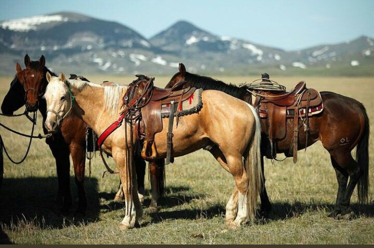 штат монтана дикий запад. техас ковбои дикий запад. монгольско-маньчжурские пастбища. буряты кочевники. седлание лошади.