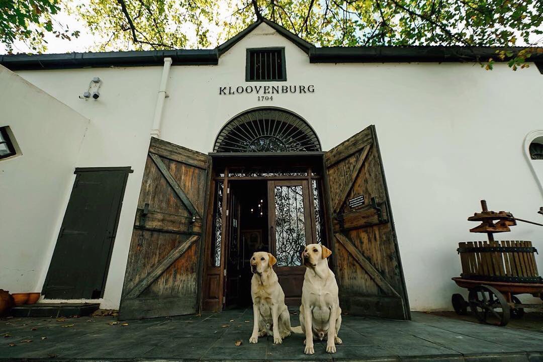 Kloovenburg Estate (@kloovenburg) on Twitter photo Chardonnay and Rover make for a great welcoming party at our cellar.
#Kloovenburg #MeetMeInRiebeekValley
📷:<a href="/the_goodholiday/">The Good Holiday</a> Chardonnay and Rover make for a great welcoming party at our cellar.
#Kloovenburg #MeetMeInRiebeekValley
📷:<a href="/the_goodholiday/">The Good Holiday</a>
