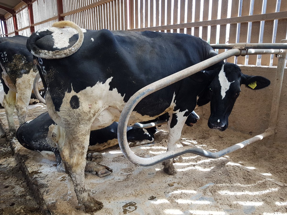 Chuffed with out first <a href="/GenusABS/">Genus ABS</a> <a href="/ColinLucas78/">Colin Lucas</a> Corinthian.  Calved at 1/10 and  performing as per her <a href="/ClarifideUK/">CLARIFIDE UK</a> <a href="/AHDB_Dairy/">AHDB Dairy</a> genomic PTA figures: +749 milk kgs and +5.3 fertility index. Hope for more of the same with the other 15 that are to calve imminently🤞.