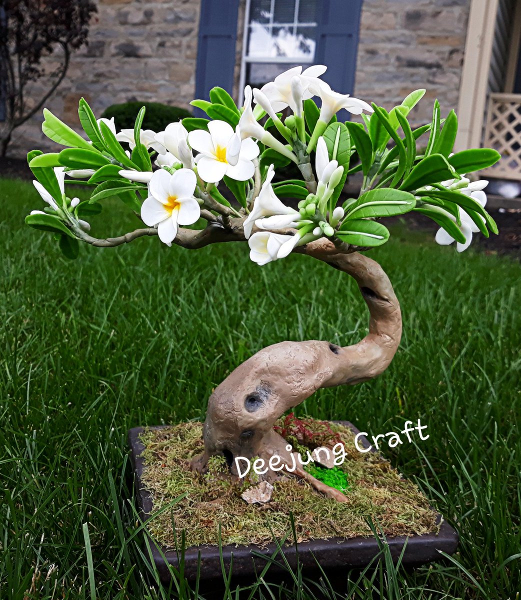 Бонсай Плюмерия МК