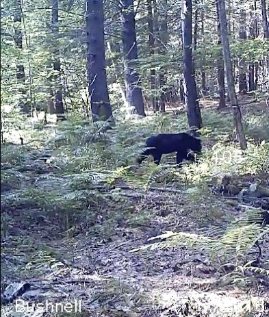 CamoCamPics's tweet photo. Leroy Brown is back in town! #badbadleroybrown #growingupmaine #mainiac #mainebear #bear #optoutside https://t.co/0yZGDekJC5