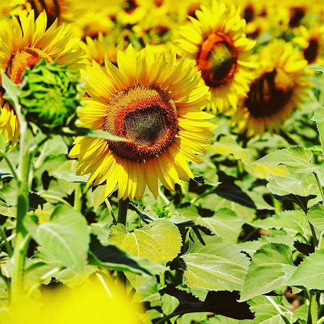 PureChemistry's tweet photo. El aceite se semillas de girasol (en los productos cosméticos por ley debe llamarse: 🌻🌻🌻 Helianthus annuus seed oil) es una fuente natural de VITAMINA E y ácidos grasos como oleico y linoleico. 🍳🍳🍳 Al que venden para cocinar le adicionan acido cí… https://t.co/o4Sgr0tyLS https://t.co/kHfRzOrpdq