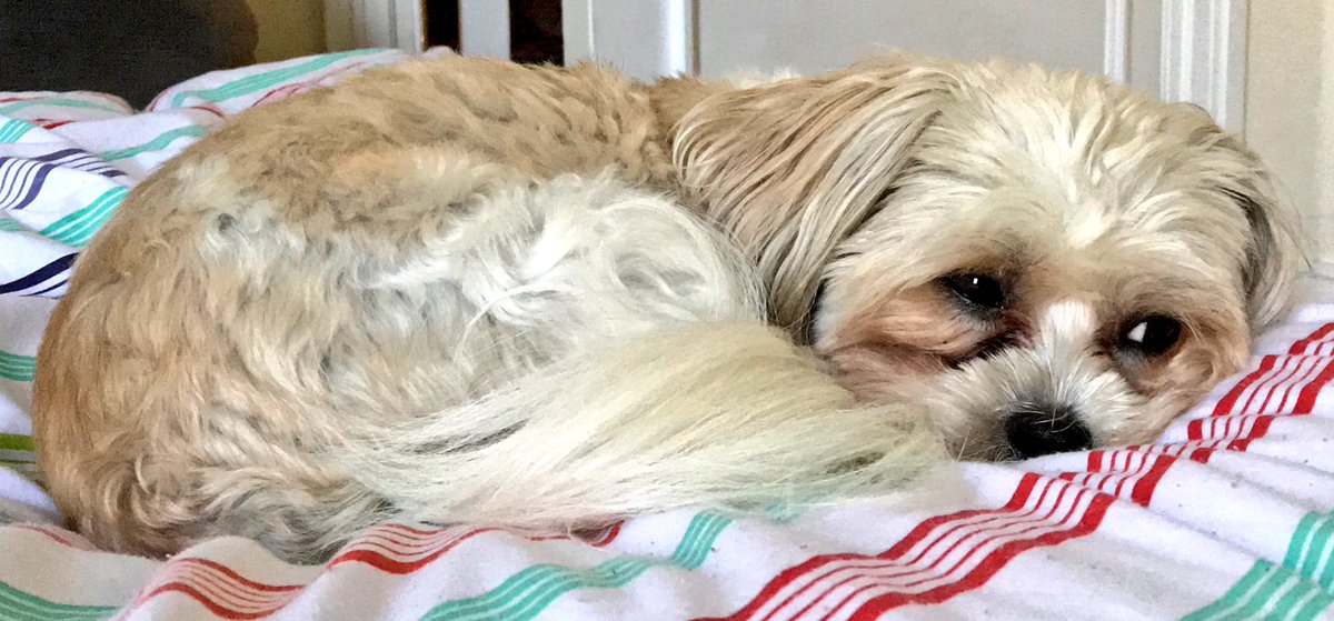 Puhthepuppy's tweet photo. Too woofin hot even though my hooman has set up the pool for us and the recliner chairs. Time to watch the TV #summertime #hotdog #stayInBed #fightthesleep #powernap #cozyPuh #siestatime #CommunityShield #Golf #WomensBritishOpen #FollowTheBall #iampuh ๐ถ๐พ๐ https://t.co/DvAVQZcBo5