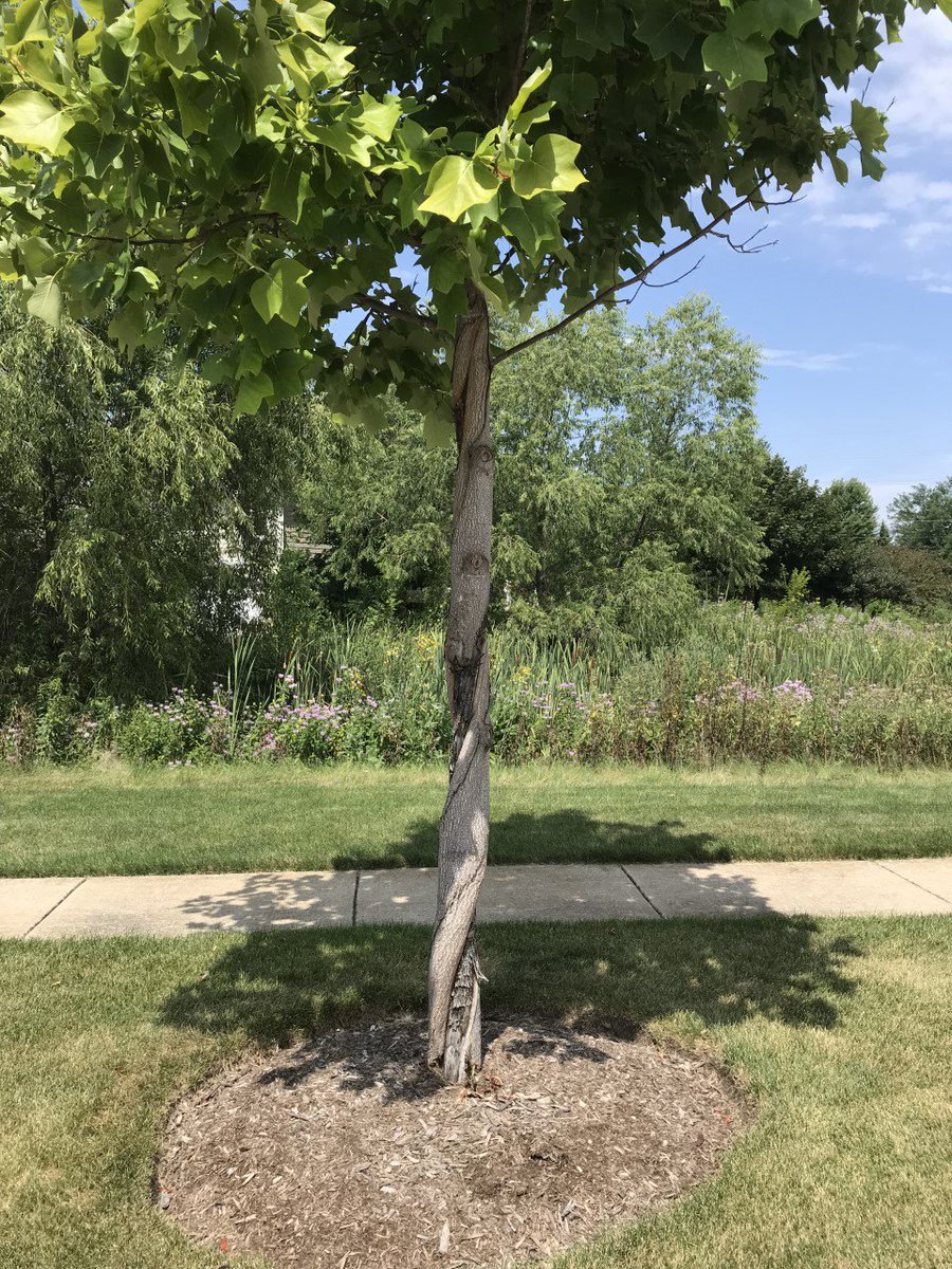 QuercusAlba1's tweet photo. Tuliptree (Liriodendron tulipifera) with twisted trunk. From what I found out this is a natural phenomenon. Not common on this type of tree but there it is. Anyone else seen this? https://t.co/rKxEicodHO