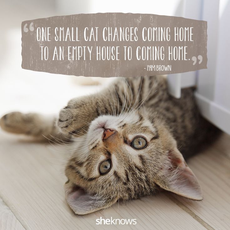 AnimalHouseCats's tweet photo. Have a lovely Sunday, everyone :) https://t.co/GkOZzBifo1