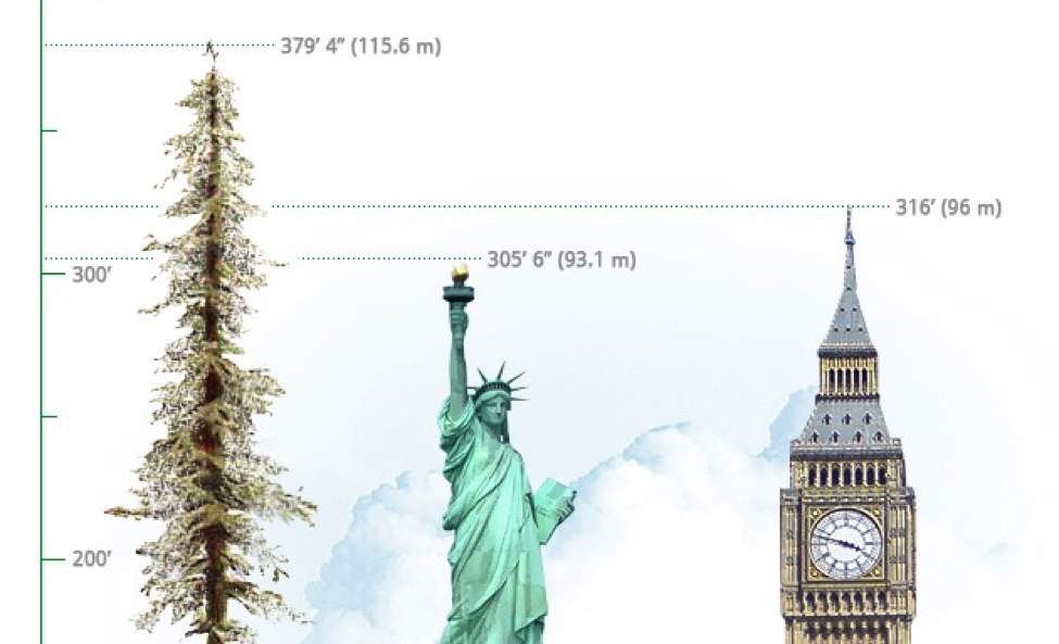 Vlot Melbourne efficiëntie WonderWorks PCB on Twitter: "#DidYouKnow that Hyperion is the world's  tallest tree at a whopping 379.4 FEET! That's taller than the the Statue of  Liberty! 🌳🗽 https://t.co/gTEwGfnc2D" / Twitter