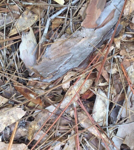 GaryLBarnes1's tweet photo. Barnes made “Wooly Mammoth”. Using materials found in nature. Would you stop to pick them up on a hike?
https://t.co/AdEMqRY33g #customknives #campknife #hiking #madefromnature https://t.co/mzbPL85pcN