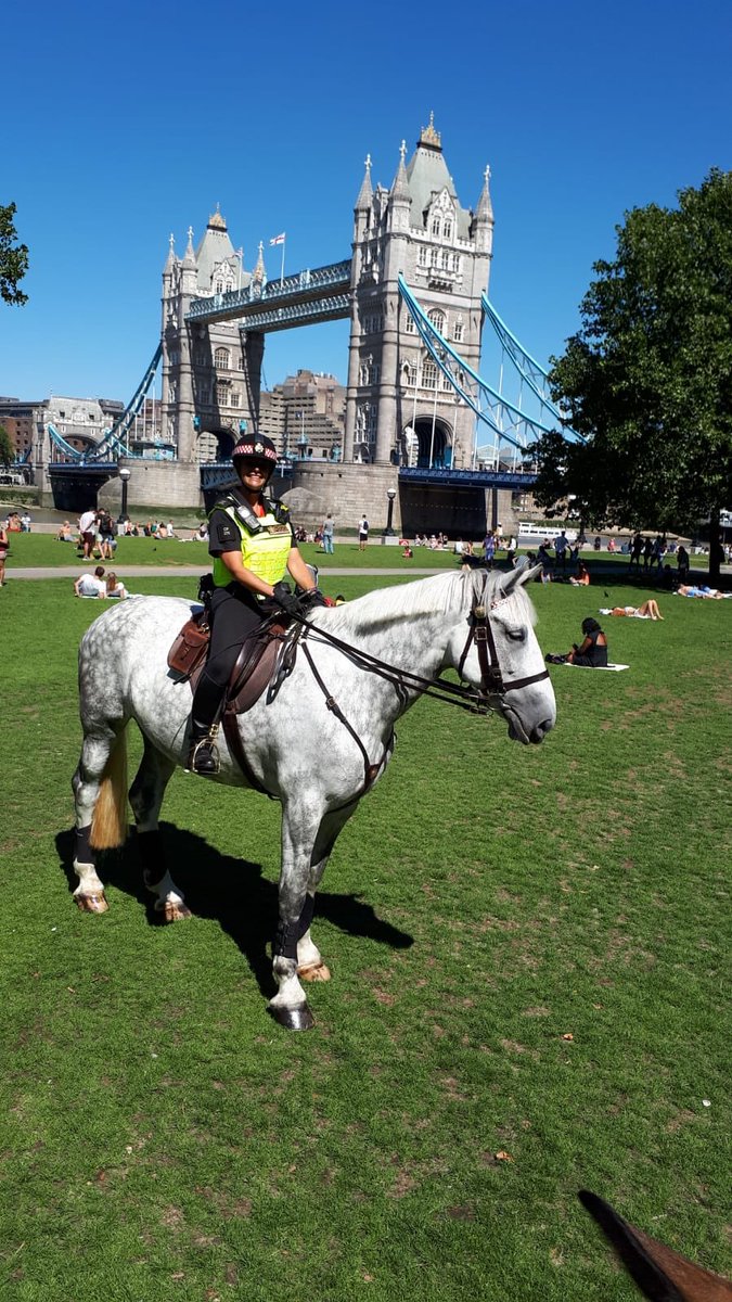 CityHorses's tweet photo. South bank environmental training for #PHiris today, new sights, new sounds and a little bit of sightseeing don't mind if we do!! 👌@CityPolice @cityoflondon #progressingwell https://t.co/fizdiqv3AJ