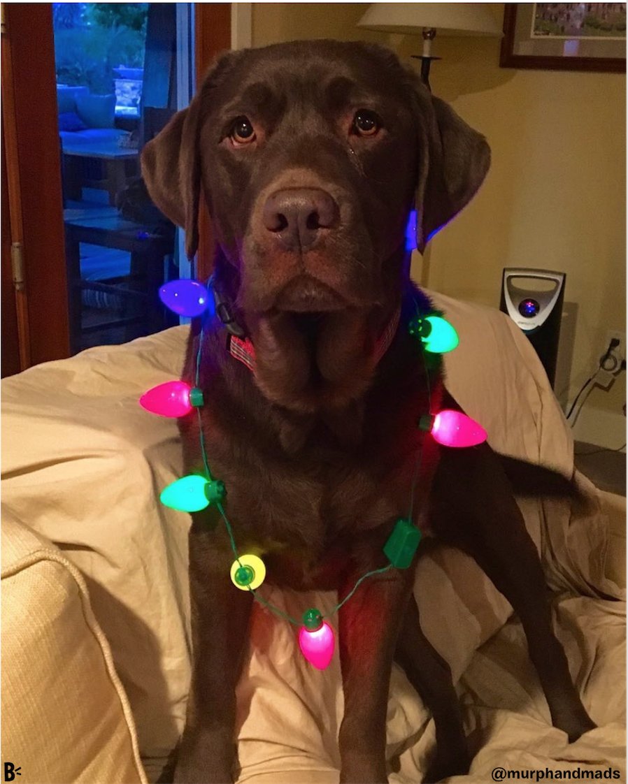 barkbox's tweet photo. It’s August which means it’s basically Halloween which means it’s basically Christmas which means that time is speeding by me and nothing I do will slow it https://t.co/b99T7GuXHN