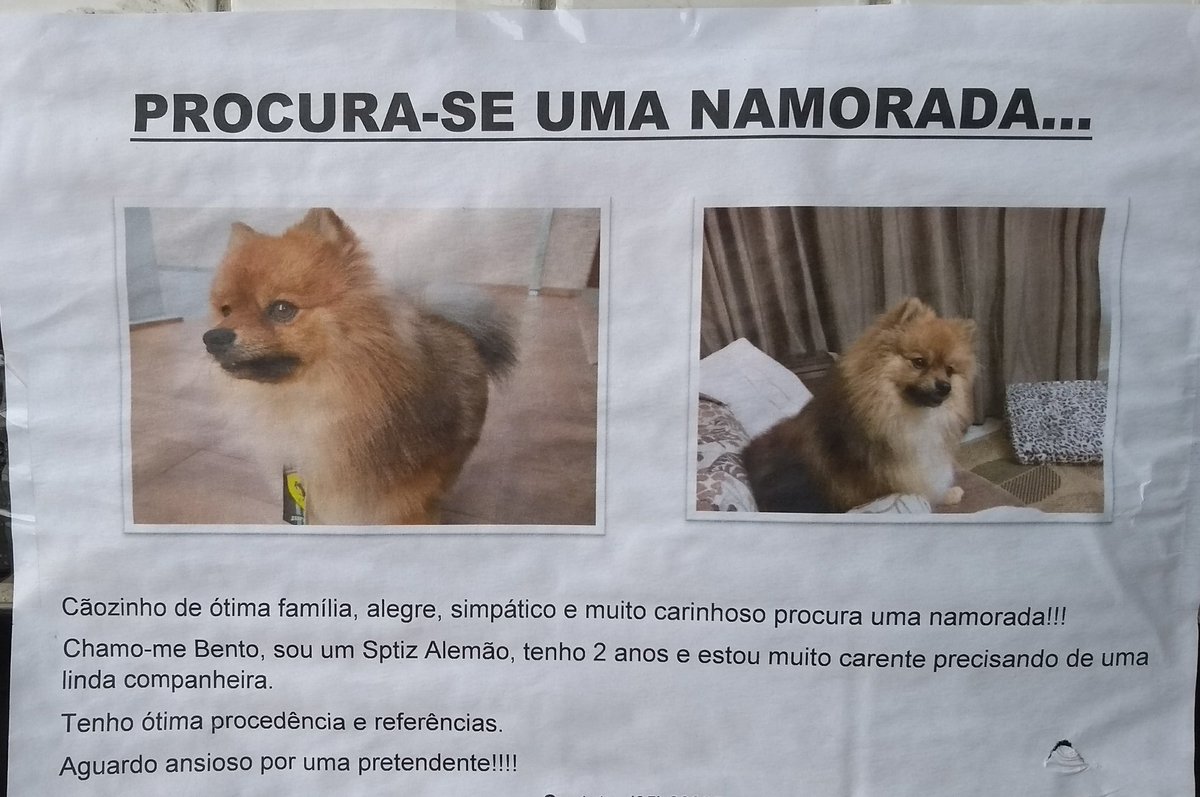 Hleite29's tweet photo. Fui no supermercado e percebi que tenho um representante canino nesse mundo
Tmj Bento! Kkkkkkkkkkkk https://t.co/J3PiZJO9xs