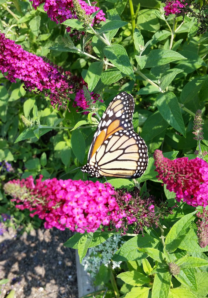 wnchem's tweet photo. Saw this monarch this morning in our new butterfly garden! #WNHSgardens #NectarSources https://t.co/bxvGgmMUBU
