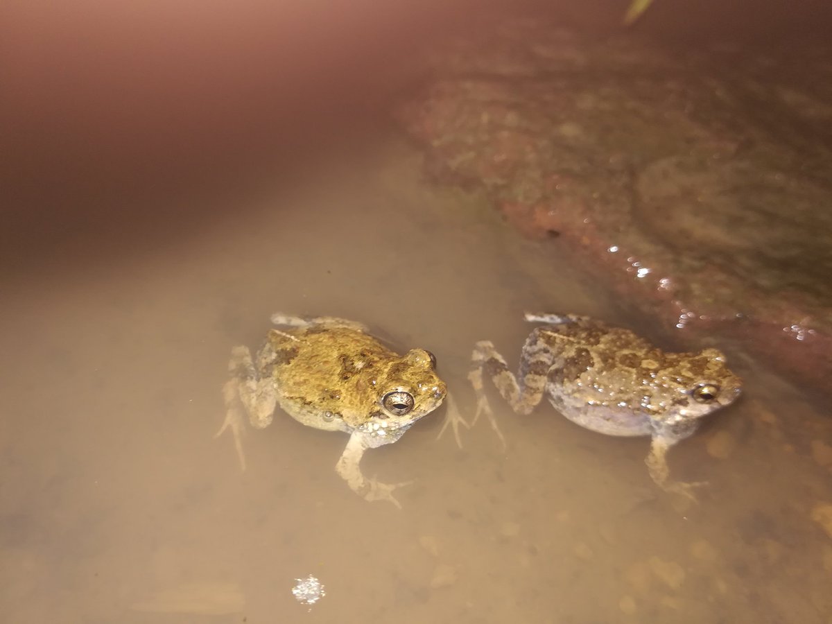 gunnarkvifte's tweet photo. We rana good collection protocol in #Panama and got at least one sp of #frogbitingmidges not seen bufo. I hyla recommend our students' fieldwork skills!
@brian_leavell @XEBernal https://t.co/o654XFuDVu