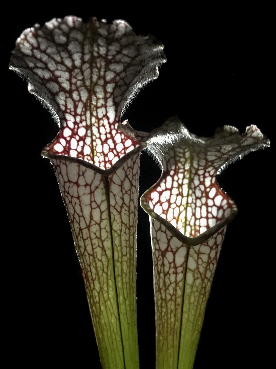 DirtyDivisions's tweet photo. These Sarracenia are soooo lit!
.
.
.
#nightphotography #Sarracenia #lit #dirtydivisions #Carnivorousplants #pitcherplants #plants #plantas #horticulture #botany #nature #mothernature #floridagrown #lighting #beauty #beautiful https://t.co/54R8JZqR6w