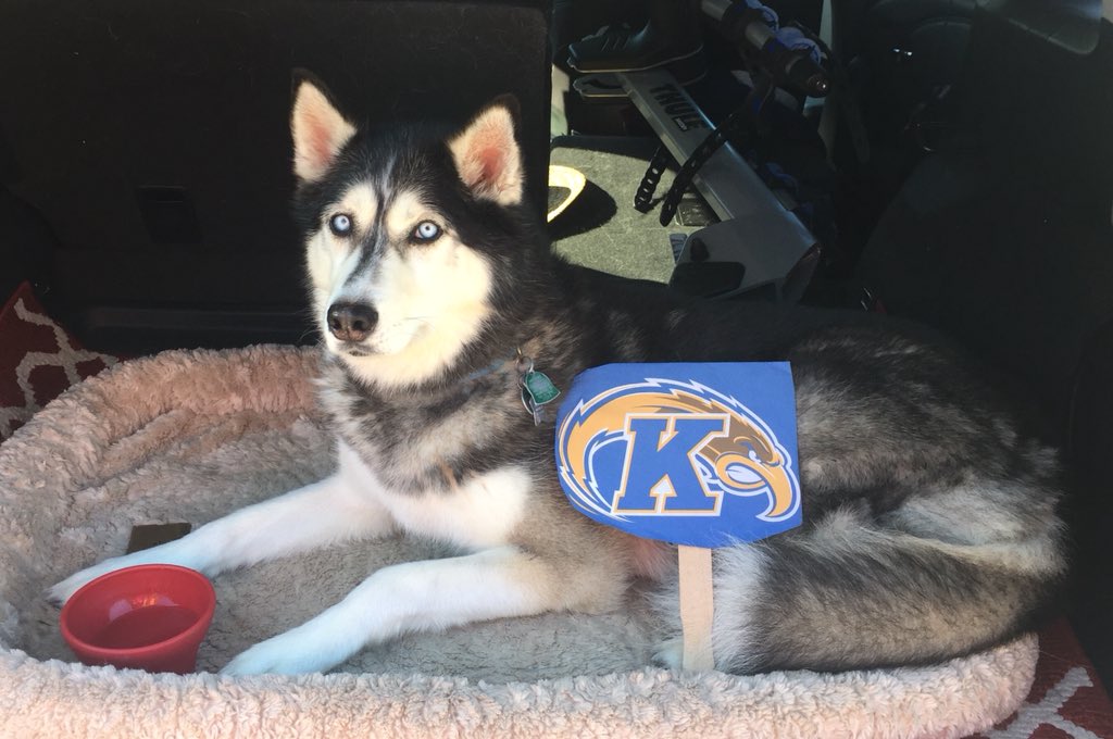 KSU_Wise_Dog's tweet photo. Kluber pitched a gem yesterday. I couldn’t pick up the game from the back of this car! WHO (forgot to) LET THE DOG OUT?! #indians #DogsofTwittter #kentstatealumni https://t.co/AYsZalnIOk