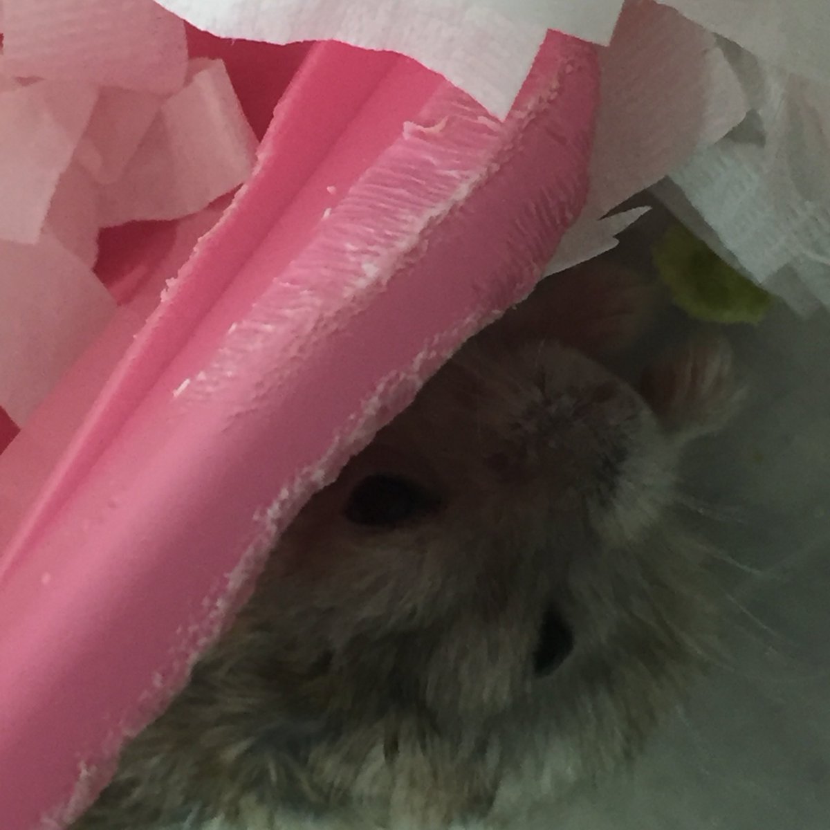 요미 웨하스 먹음