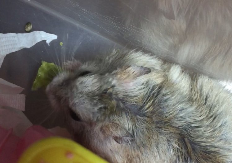 웨하스를 좋아하는 햄스터