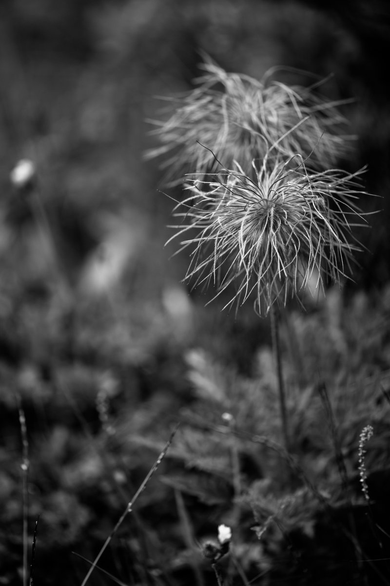 Wer eine wundervolle Landschaft und kühle Temperaturen sucht, ist im Jardin Japonais bei Siviez (Nendaz VS) genau richtig!