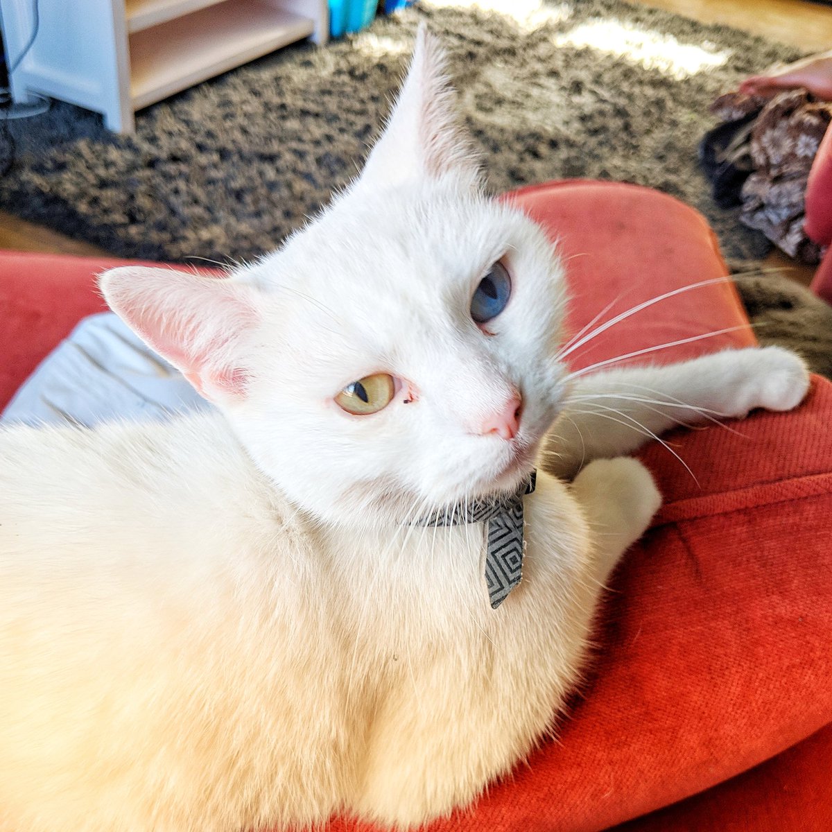 PlainJayne81's tweet photo. Angelina Ballerina.. 😍 #cats.. #cutecats.. #whitecats.. #oddeyedcat.. #photography.. #nofilter.. #googlepixel2camera.. #googlepixel2xl.. #teampixel.. https://t.co/pdzWRQDXk7
