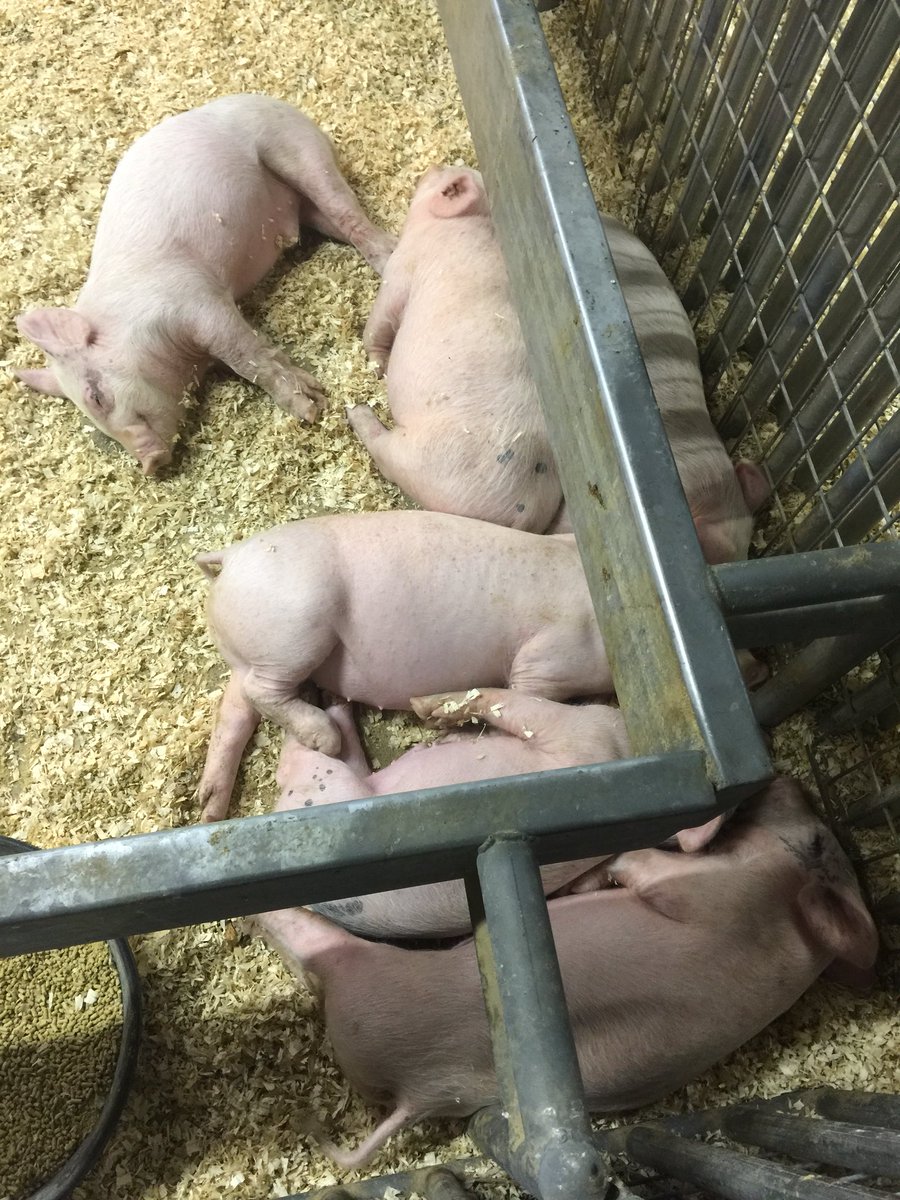 PSweede's tweet photo. When people are mean I look at these guys and all the bad goes away! https://t.co/lDjpga4og5