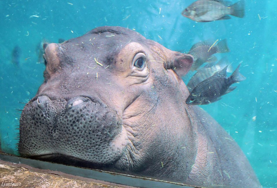 Cincinnati Zoo on Twitter "The tilapia in the hippo pool serve