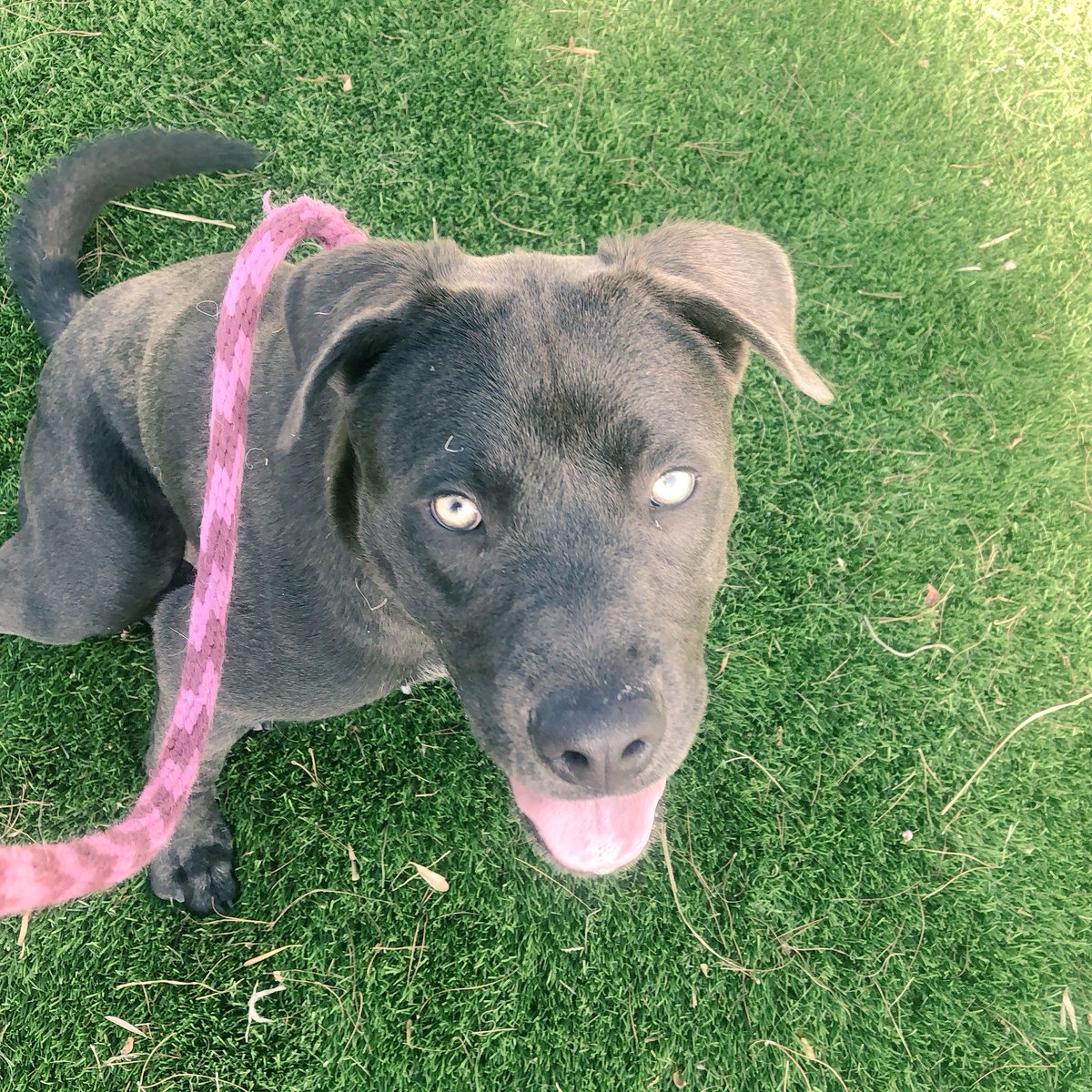 CyndeePlatko's tweet image. Clark is full of puppy behavior he’s so cute! He’s gonna be available for #adoption @NevadaSPCA If you have time for this #luvbug then go meet him.  He does need some training ❤️🐾🐶😍#dogoftheday #adoptme #adoptdontshop #dogs #dog #mutts #DogsofTwitter