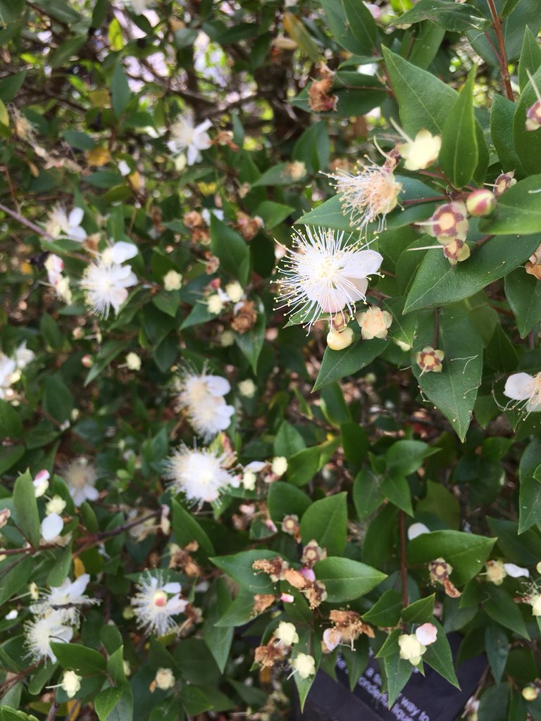 MappingFutures's tweet image. Over 300 species of #Herbs @JekkasHerbFarm. Amazing inspiration for our #SensoryGarden. @Herbetum def worth a visit. Next open days in Sept: jekkasherbfarm.com/herb-days. #FeelGoodSpaces