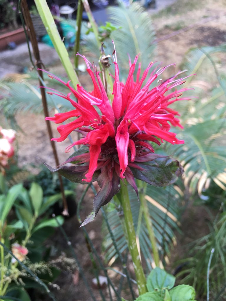 MappingFutures's tweet image. Over 300 species of #Herbs @JekkasHerbFarm. Amazing inspiration for our #SensoryGarden. @Herbetum def worth a visit. Next open days in Sept: jekkasherbfarm.com/herb-days. #FeelGoodSpaces