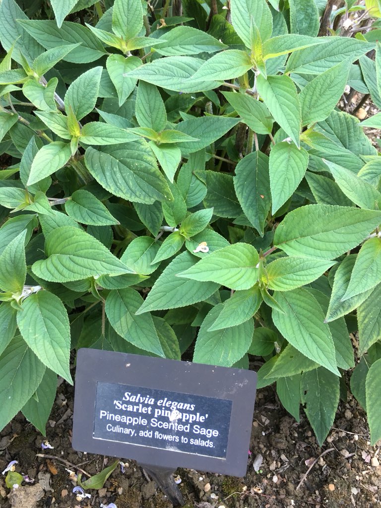 MappingFutures's tweet image. Over 300 species of #Herbs @JekkasHerbFarm. Amazing inspiration for our #SensoryGarden. @Herbetum def worth a visit. Next open days in Sept: jekkasherbfarm.com/herb-days. #FeelGoodSpaces