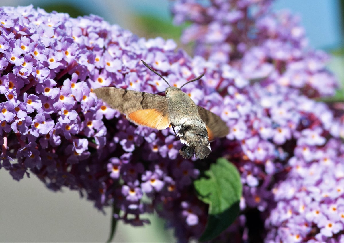 The Buddleia bushes in the garden attract Hummingbird Hawk Moths throughout the day.  They are FAST....